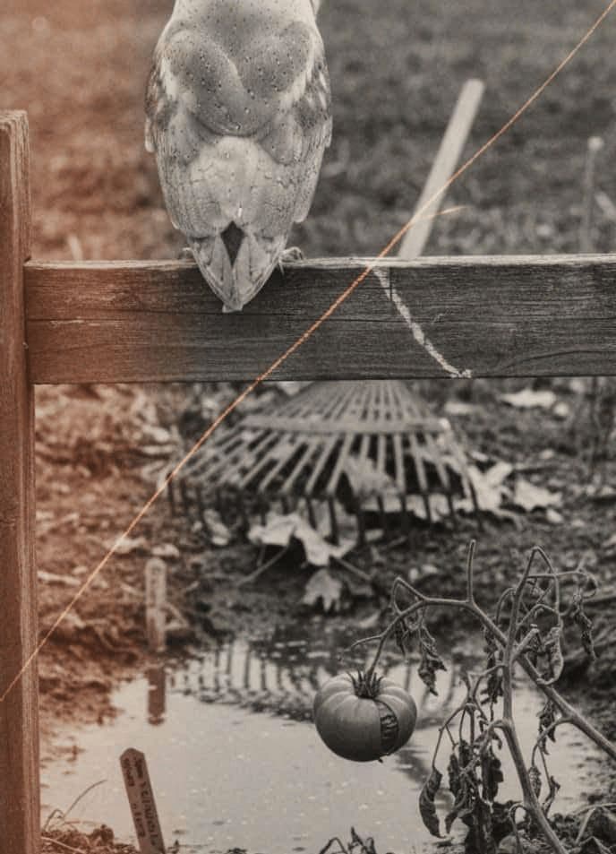 Barn Owl Watching Puddle — photograph by Lars Jonsen — MODULAR · 13 × 18 cm limited edition of 10