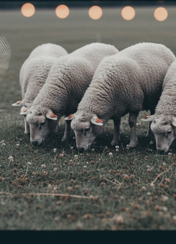 First Light, Finn Sheep — painting by Wenfeng Lu — MODULAR · 13 × 18 cm limited edition of 10