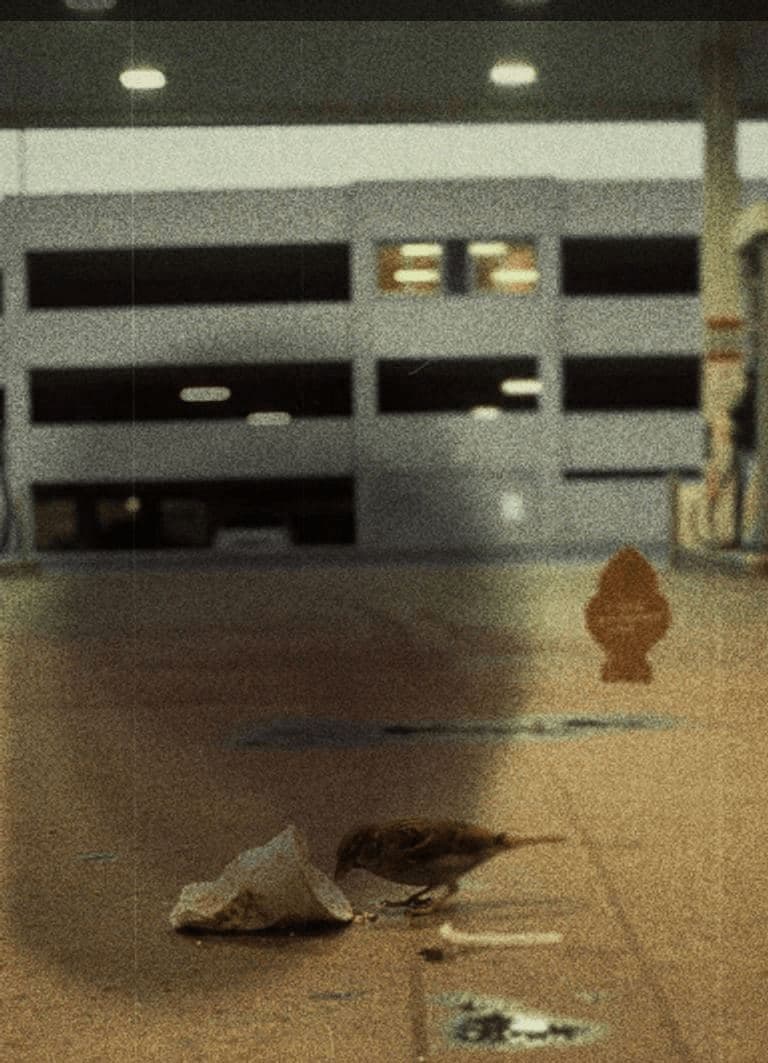 Flicker Finding Sustenance — photograph by Elena Volkova — MODULAR · 13 × 18 cm limited edition of 10
