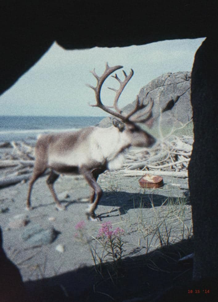 velvet crown, twilight shore — Ofelia Soto · MODULAR archive